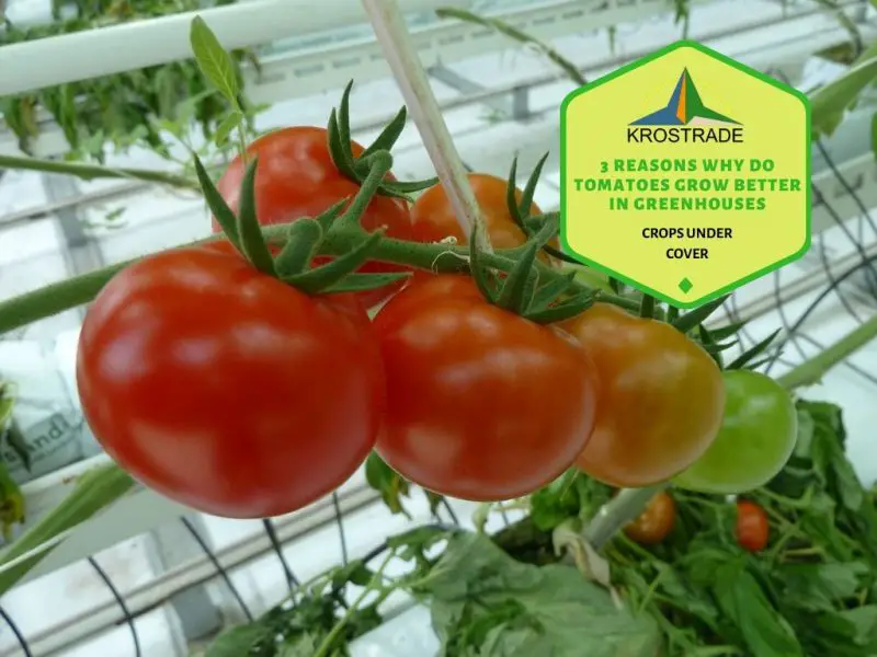 3 skäl till varför tomater växer bättre i polytunnlar