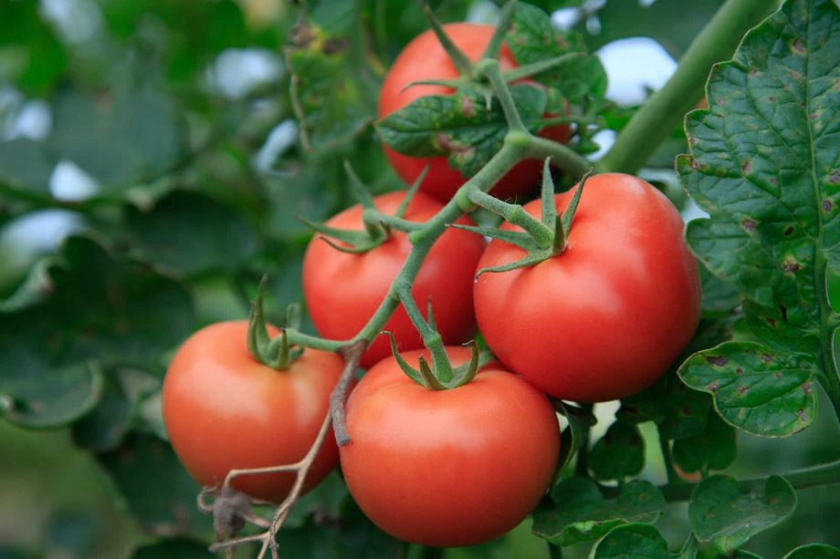 6 hemligheter om hur man odlar tomater i Italien