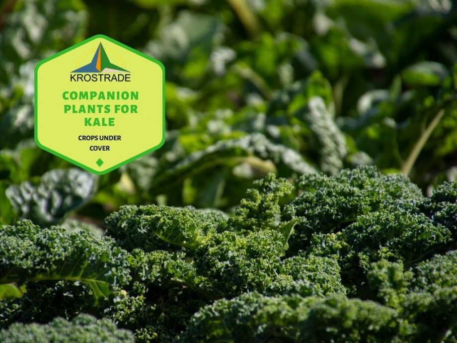 Companion Plants for Kale | Hur man planterar och odlar din grönkål