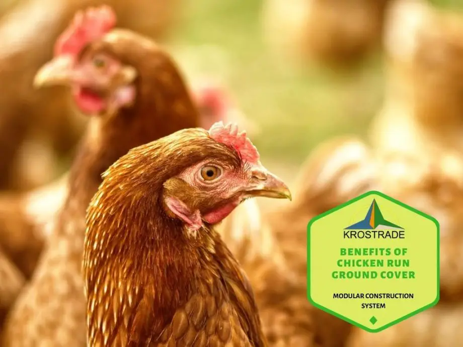 Fördelar med markör för kycklingkörning