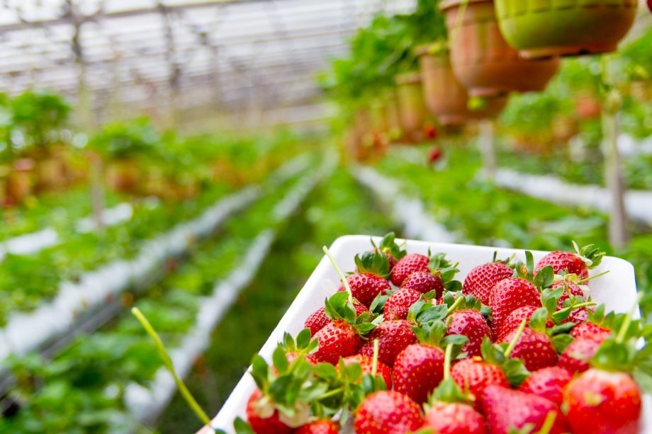 Hur lång tid tar det för jordgubbar att växa i hydroponics