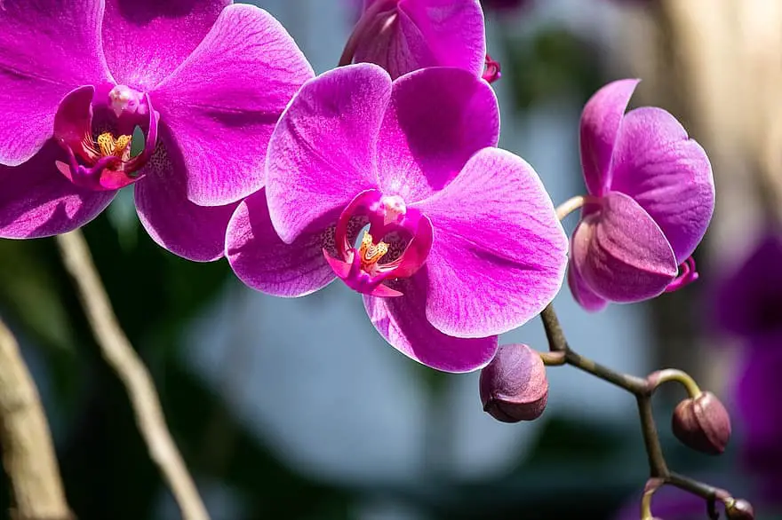 Hur man får flera stammar på en orkidé