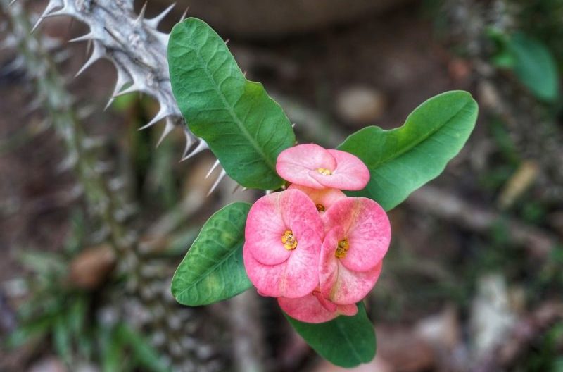 Hur man förökar Euphorbia: 3 enkla tekniker