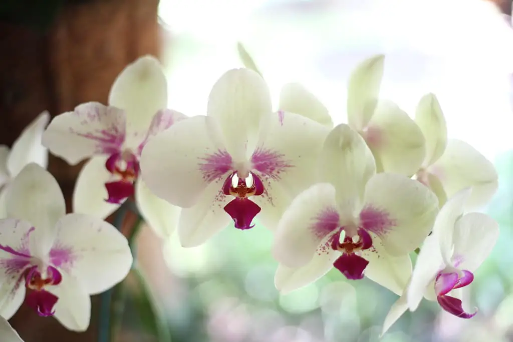Hur man kan bli av med Mealybugs på orkidéer: 3 enkla tips
