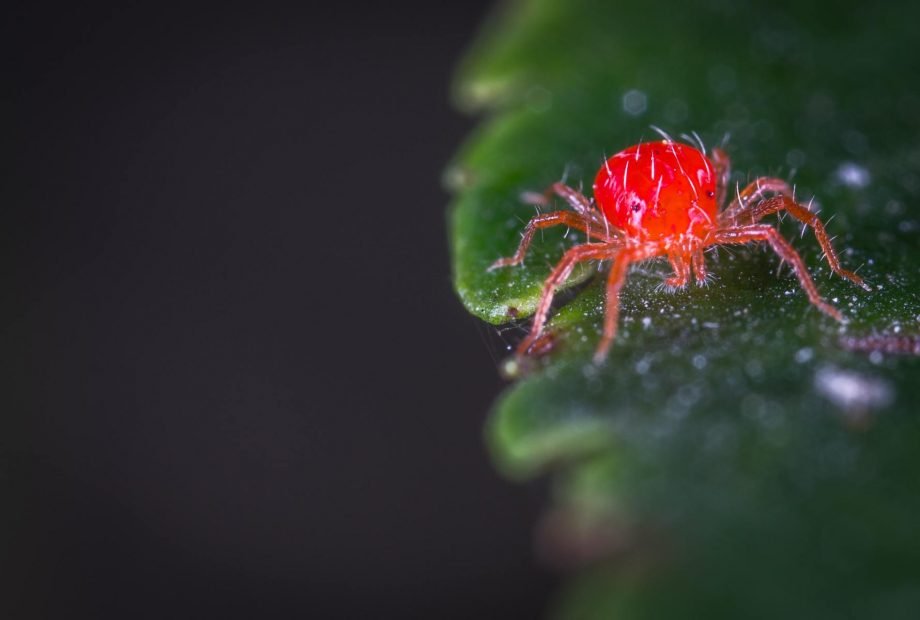 Hur man kan bli av med spindelmider vid torkning av ogräs