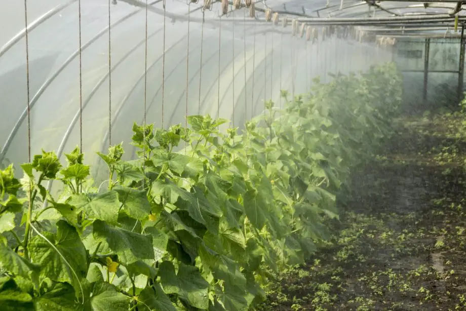 Hur man odlar grönsaker i en polytunnel året runt
