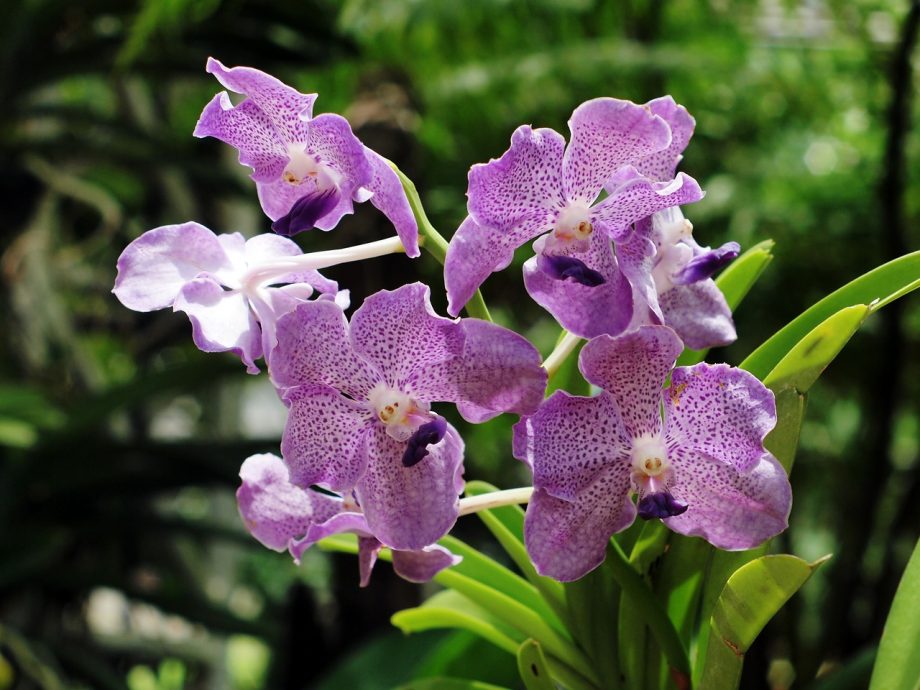 Hur man odlar orkidéer. De 3 bästa sätten