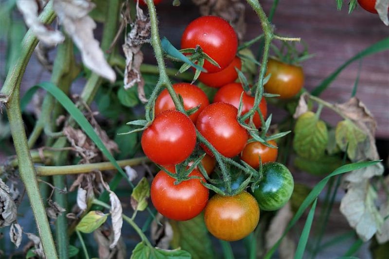 Hur man odlar tomater i Italien: Grunderna