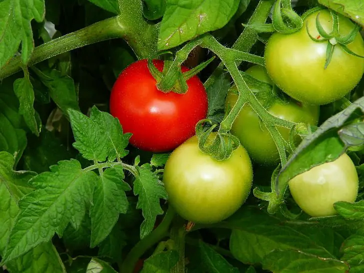 Hur man pollinerar inomhus tomater