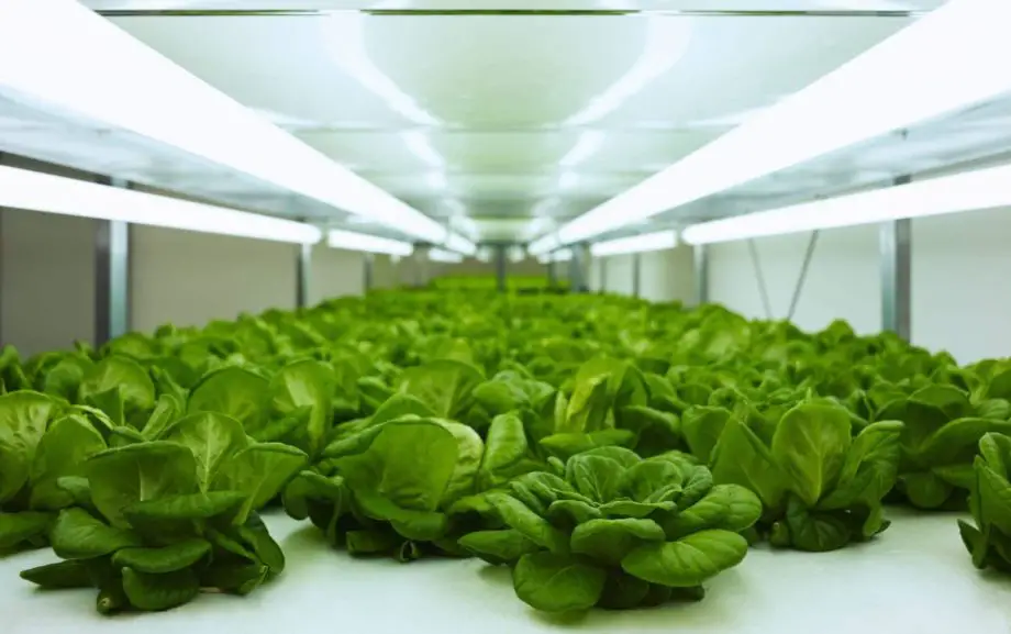 Hur man startar vegetabiliska växter i en minitunnel