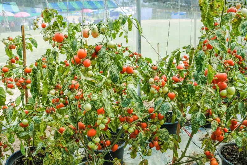 Hur mycket belysning används växande tomater i kommersiell polytunnel