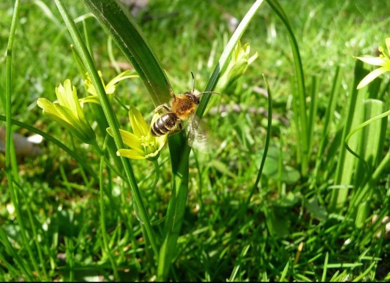 Hur pollineras gräs