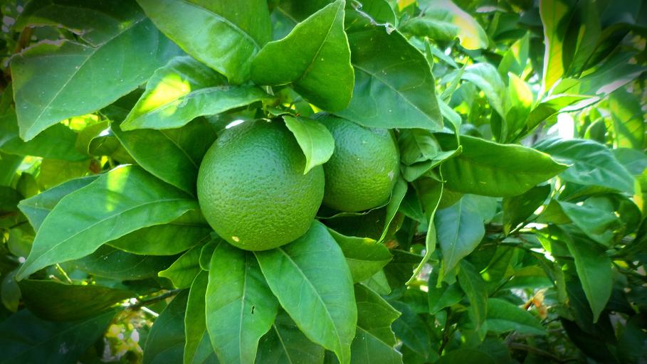 Hur snabbt växer Citron Lime Nandina