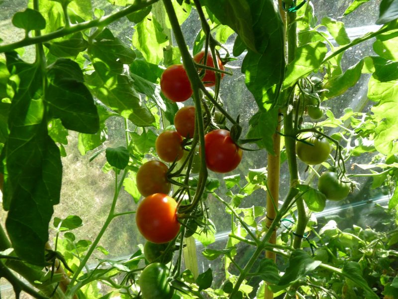 När ska man börja odla tomater i polytunnel