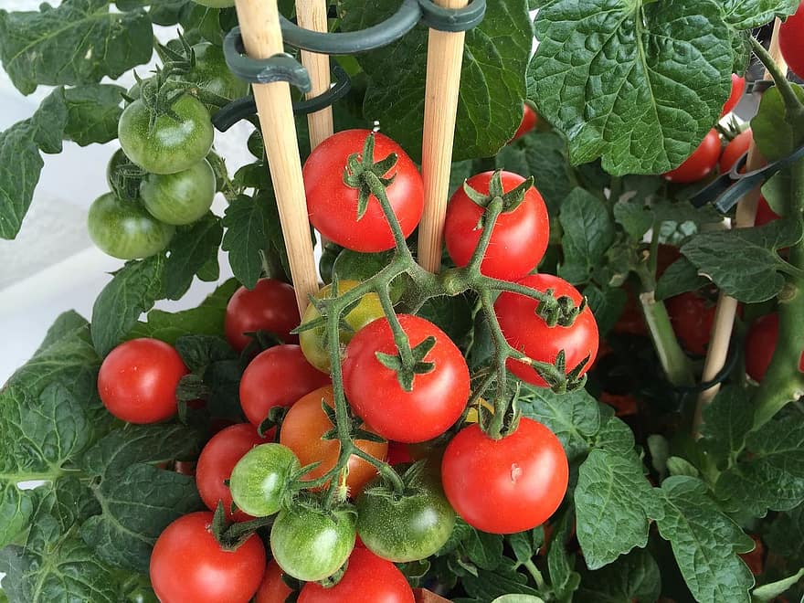 När ska man plantera tomater i Kentucky för framgång