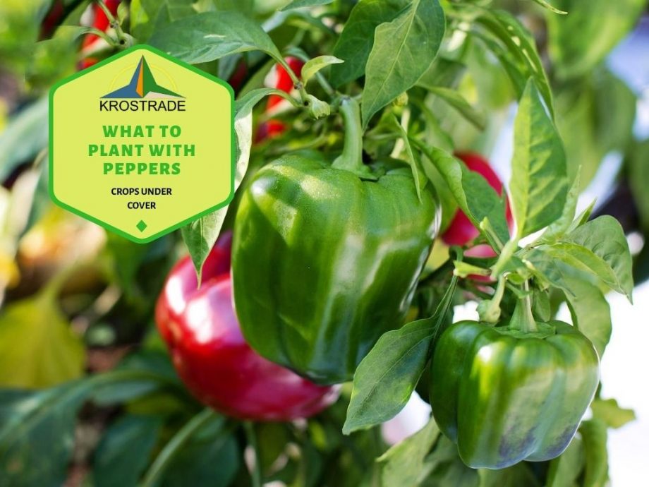 Vad man ska plantera med paprika | Pepparplantering 101