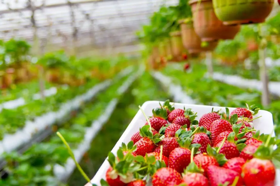 Var odlas jordgubbar i USA
