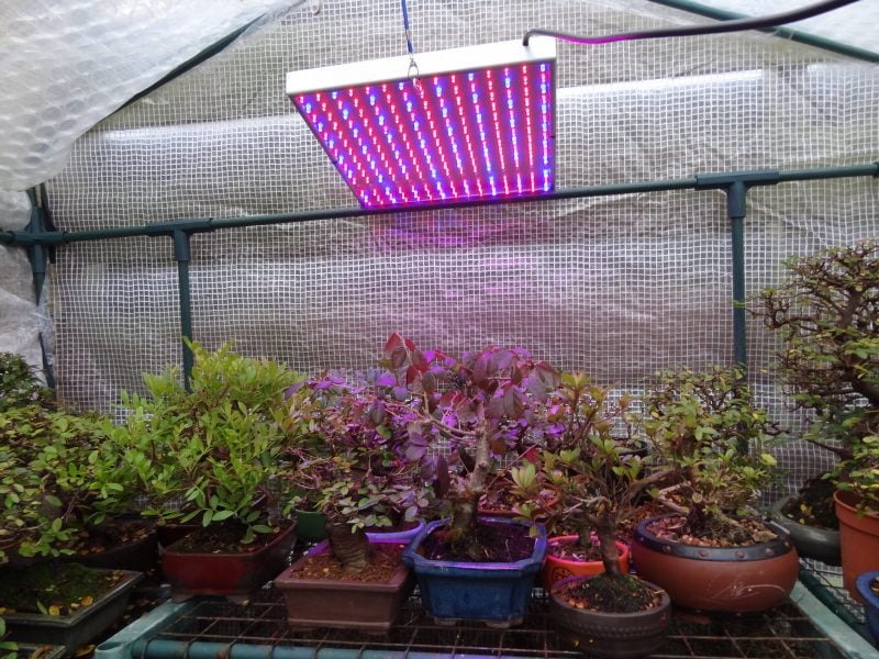 Vilket ger bättre ljus för växande växter i en polytunnel lysrör eller LED