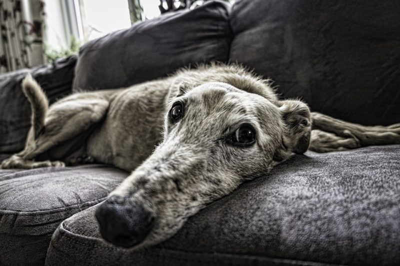 Hur håller man hunden utanför soffan? 3 Effektiva lösningar