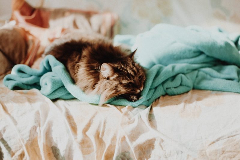 Varför katter kissa på sängen? 5 bästa skälen!