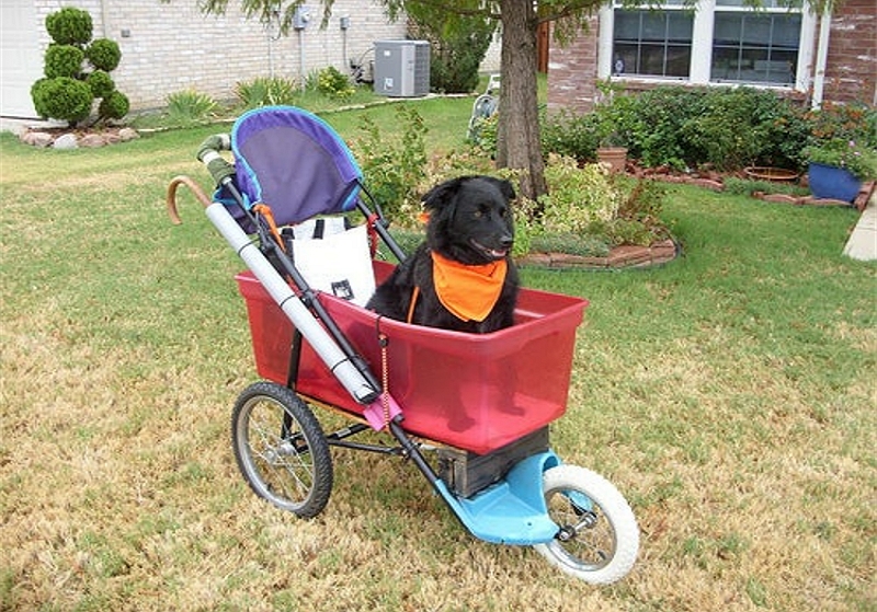Valp på hjul: 3 steg om hur man gör en hundvagn