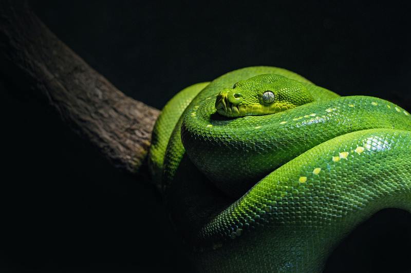 Finns det skadedjursbekämpning för ormar? 7 bästa gör-det-själv-lösningar