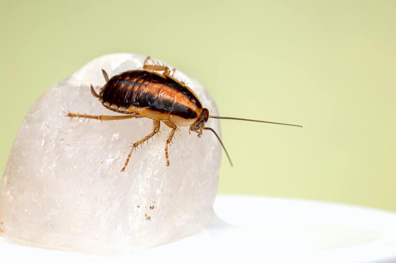 Hantera skadedjur 101: Hur mycket kostar skadedjursbekämpning för kackerlackor