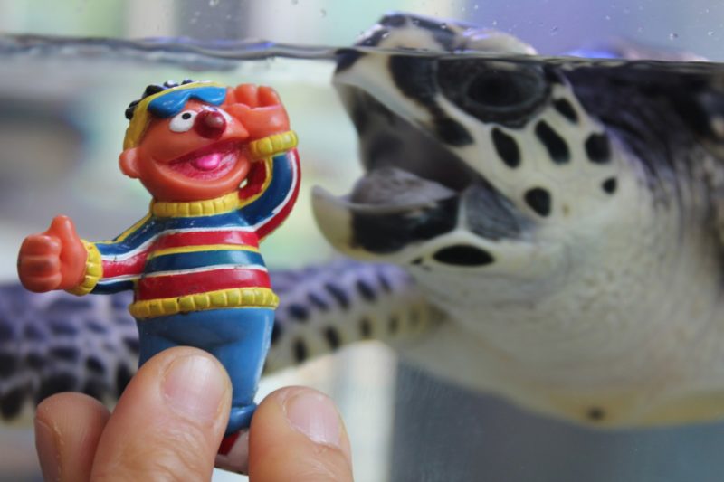 Hur håller man sköldpaddan varm utan värmare? 7 fantastiska tips!
