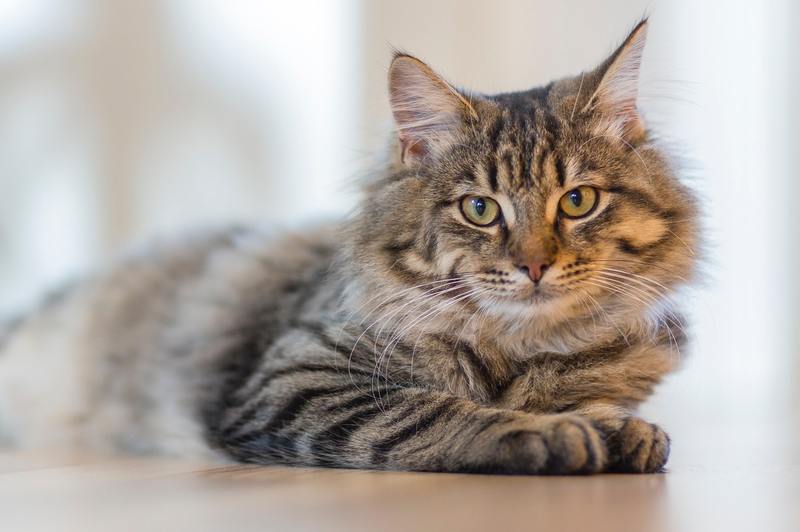 Hur man behandlar mögelexponering hos katter: 4 användbara botemedel
