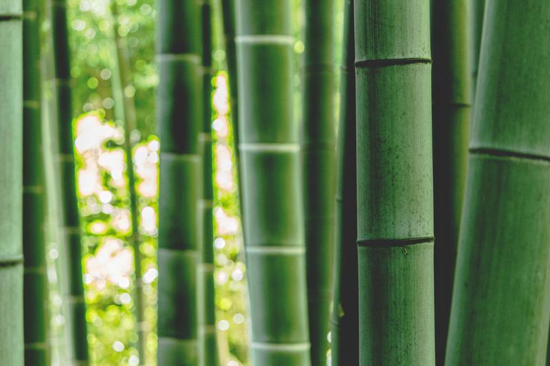 Hur man tar bort mögel från bambu: 2 hjälpsamma sätt