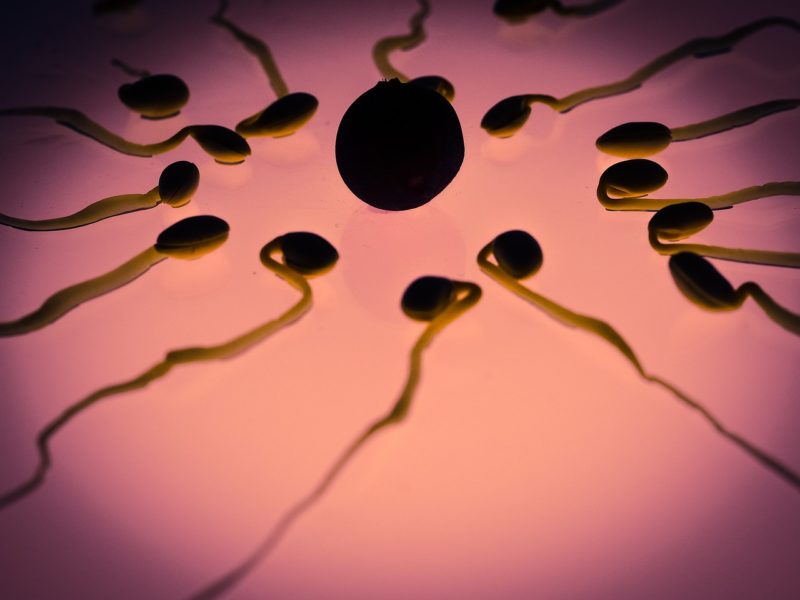 Hur mycket kostar spermiedonation? Viktig information om spermiedonation!