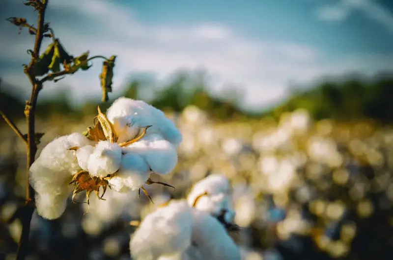 Hur mycket krymper 100 % bomull i en torktumlare? Läs dessa intressanta fakta!
