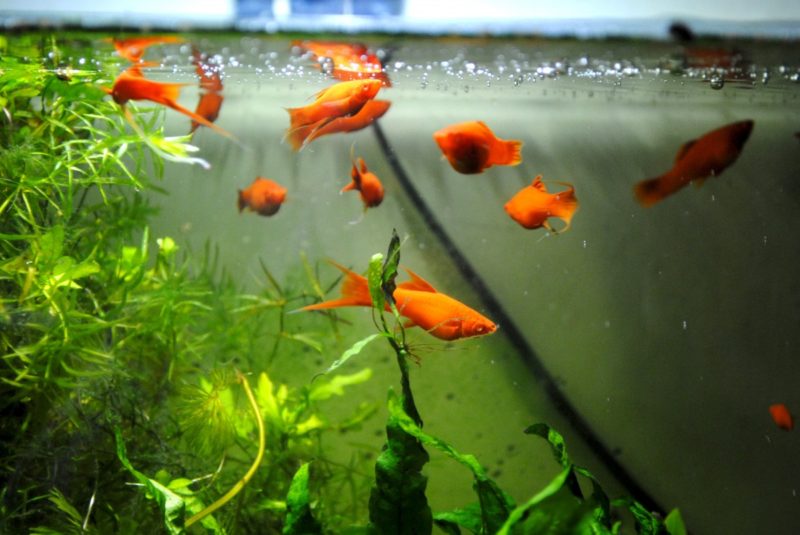 Hur vet man om akvarievärmaren fungerar? Läs dessa fantastiska fakta!