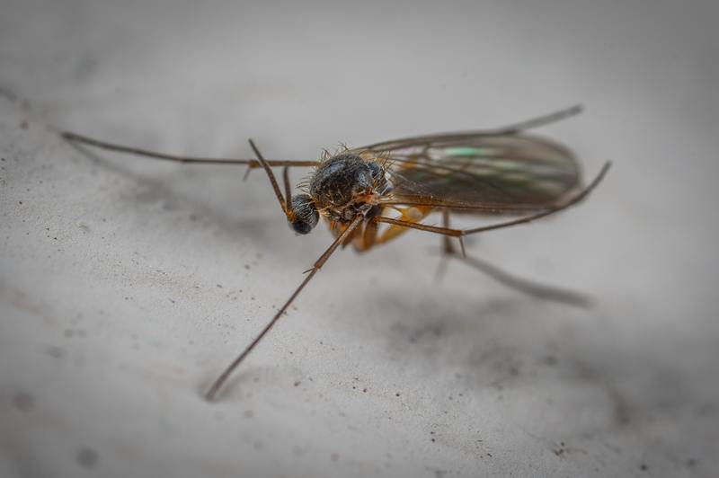 Kan skadedjursbekämpning bli av med myggor? Fantastisk 5-stegsprocess