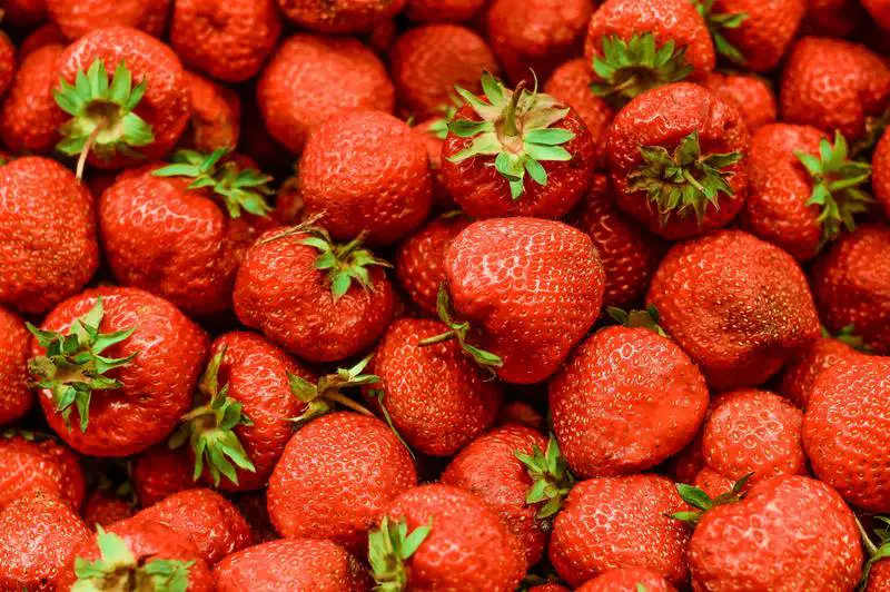 Varför möglar jordgubbar? 5 coola sätt att lagra jordgubbar