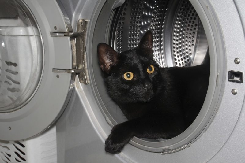 Hur hindrar jag katten från att gå bakom tvättmaskin och torktumlare? 5 fantastiska metoder!
