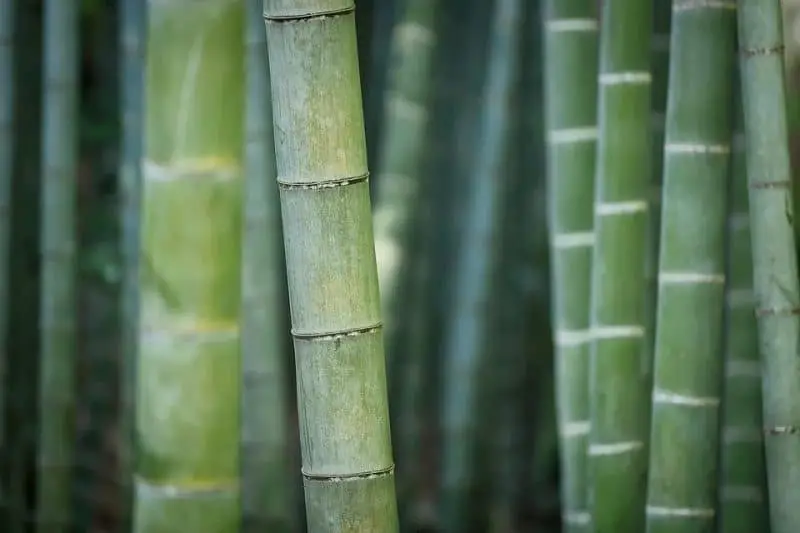 Vad är en bambumadrass? Din bästa övergripande guide